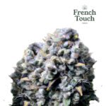 Frencheese Fem (Fotoperiodica) - French Touch Seeds x3