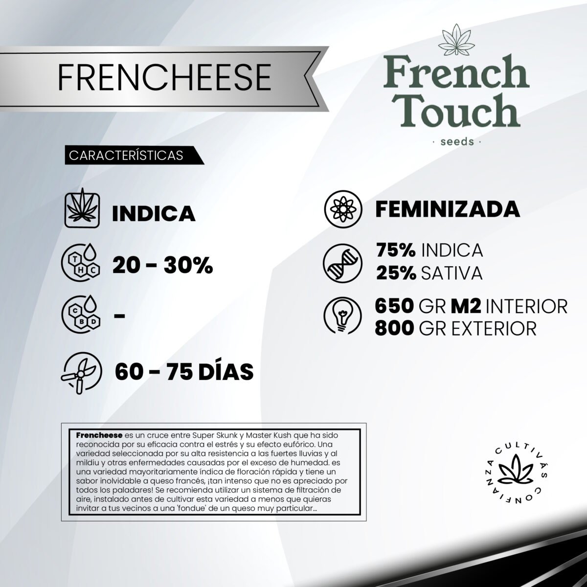 Frencheese Fem (Fotoperiodica) - French Touch Seeds x3 - Imagen 2