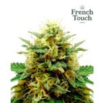 Auto Douce Nuit - French Touch Seeds x3