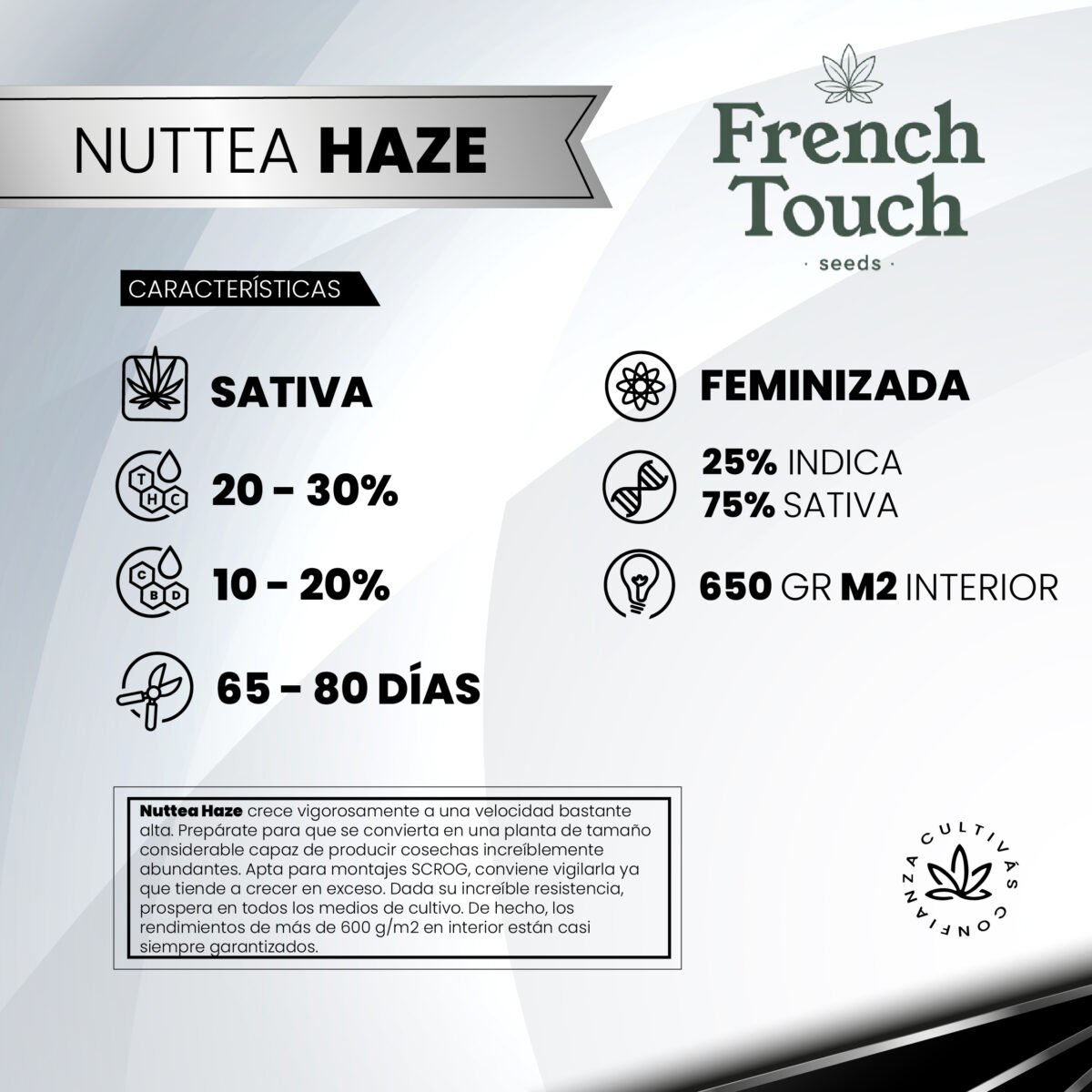 Nuttea Haze Fem (Fotoperiodica) - French Touch Seeds x3 - Imagen 2