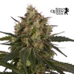 Ice Fem - Royal Queen Seeds