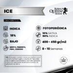 Ice Fem - Royal Queen Seeds - Imagen 2