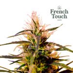 Kalite Tizane (Regular) Landrace - French Touch Seeds x5