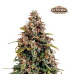 Watermelon Skittlez Auto 3+1 - Granel