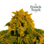 Auto Guillotine - French Touch Seeds x3