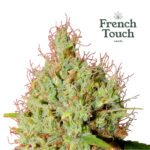 Kikiriki (Regular) - French Touch Seeds x3