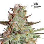 Auto Mazar - Mariseeds Seleccion