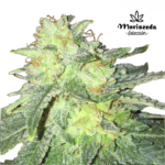 Chinook Fem (Fotoperiodica) - Mariseeds Seleccion