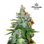 Chemdog Fem (Fotoperiódica) - Mariseeds Seleccion