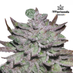 Afghan Foto  Fem - Mariseeds Seleccion