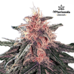 Auto Purple Punch - Mariseeds Seleccion