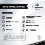 Auto Purple Punch - Mariseeds Seleccion - Imagen 2