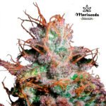 Romulan Fem (Fotoperiodica) - Mariseeds Seleccion