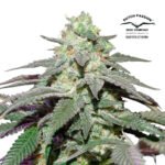 Auto Skywalker Haze - Dutch Passion x3