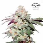 Skywalker Haze Fem x3 - Dutch Passion