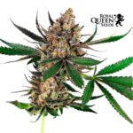 Sweet ZZ Fem - Royal Queen Seeds