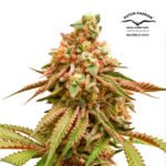 Tropical Tangie Fem x3 - Dutch passion