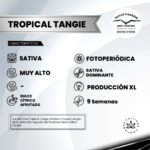 Tropical Tangie Fem x3 - Dutch passion - Imagen 2