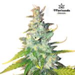 Auto Citric-K.O - Mariseeds Seleccion