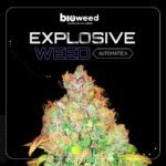 Auto Explosive Weed - Bioweed