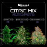Citric Mix Auto/Foto x9 - Bioweed