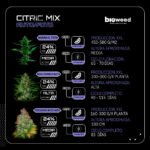Citric Mix Auto/Foto x9 - Bioweed - Imagen 2