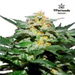 Auto Blackberry - Mariseeds Seleccion