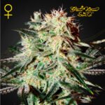 Arjans Strawberry Haze  Foto Fem x3 - Green House Seeds