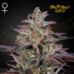Banana Krumble  Foto Fem x3 - Green House Seeds