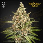 Bubba Slush x3 Foto Fem - Green House Seeds