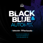 Black and Blue Automix x6 - Mariseeds Seleccion