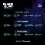 Black and Blue Automix x6 - Mariseeds Seleccion - Imagen 2
