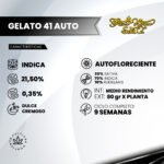 Gelato 41 Auto x3 - Green House Seeds - Imagen 2