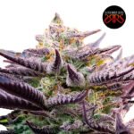 Golosilver Fem (Fotoperiódica) - Silver River Seeds x5