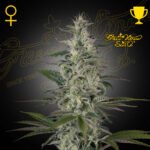 Hawaiian Snow x3 Foto Fem  - Green House Seeds