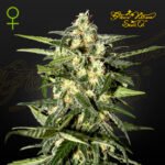 Jack´s Herer Auto 3+1 - Green House Seeds