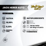 Jack´s Herer Auto 3+1 - Green House Seeds - Imagen 2