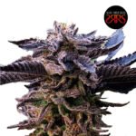Jack Lemonade Fem (Fotoperiódica) - Silver River Seeds x5