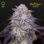 King's Juice Auto x3 - Green House Seeds
