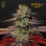 King’s Kush Auto 3+1 - Green House Seeds
