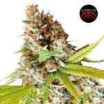 Lemoñac  Fem (Fotoperiódica) - Silver River Seeds x5