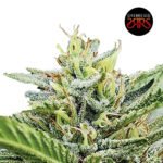 Manda Runtz Fem (Fotoperiódica) - Silver River Seeds x5