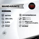 Manda Runtz Fem (Fotoperiódica) - Silver River Seeds x5 - Imagen 2