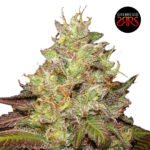 Mendo Chem Fem (Fotoperiódica) - Silver River Seeds x5