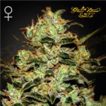 Moby Dick Foto Fem 3+1 - Green House Seeds