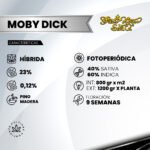 Moby Dick Foto Fem 3+1 - Green House Seeds - Imagen 2