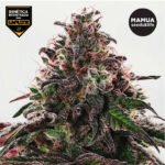 Phatom Ice  Foto Fem  x4 - Mamua Seeds & Life