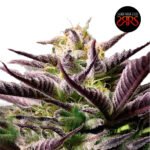 Purple Traingie Fem (Fotoperiódica) - Silver River Seeds x5