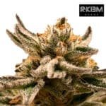 Sublimator Auto - R-Kiem x3