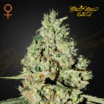 Super Critical Foto Fem 3+1 - Green House Seeds